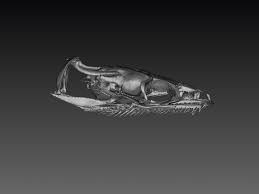 Image result for Eumegistus illustris