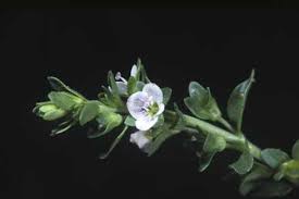 Attēlu rezultāti vaicājumam “Veronica serpyllifolia flower”
