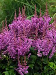 Image result for Astilbe