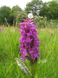 Attēlu rezultāti vaicājumam “Dactylorhiza majalis subsp. baltica bud”