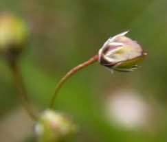 Attēlu rezultāti vaicājumam “Luzula pilosa flower”