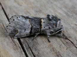 Attēlu rezultāti vaicājumam “Furcula bifida”