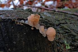 Attēlu rezultāti vaicājumam “Tremella encephala”