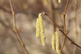 Attēlu rezultāti vaicājumam “Corylus avellana female flower”