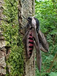 Attēlu rezultāti vaicājumam “Sphinx ligustri”