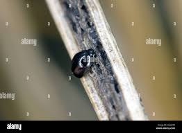 Attēlu rezultāti vaicājumam “Bolitophagus reticulatus imago”