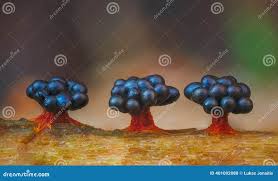 Attēlu rezultāti vaicājumam “Metatrichia vesparia”