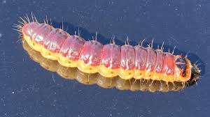 Attēlu rezultāti vaicājumam “Cossus cossus larva”