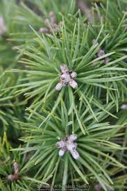 Attēlu rezultāti vaicājumam “Pinus sylvestris male flower”