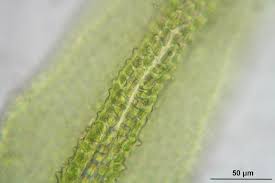 Attēlu rezultāti vaicājumam “Anomodon longifolius”