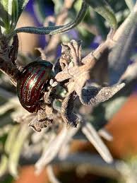 Attēlu rezultāti vaicājumam “Calvia decemguttata larva”