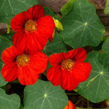Attēlu rezultāti vaicājumam “Tropaeolum majus flower”