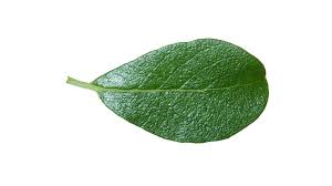 Attēlu rezultāti vaicājumam “Salix cinerea leaf”