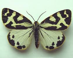 Attēlu rezultāti vaicājumam “Parasemia plantaginis”