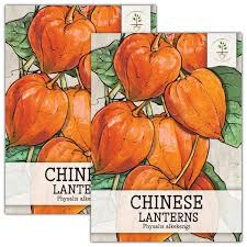 Image result for Physalis alkekengi