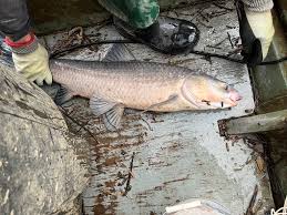 Image result for Mylopharyngodon piceus