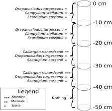 Attēlu rezultāti vaicājumam “Pseudocalliergon turgescens”