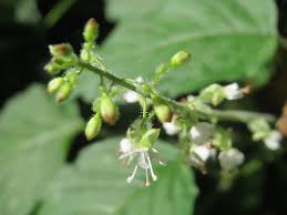 Attēlu rezultāti vaicājumam “Circaea lutetiana leaf”