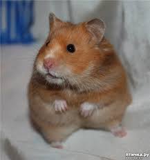 Image result for хомяк