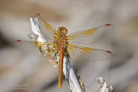 Attēlu rezultāti vaicājumam “Sympetrum flaveolum”