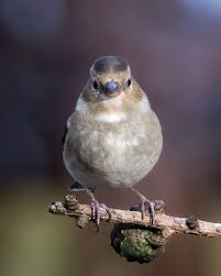 Attēlu rezultāti vaicājumam “Fringilla coelebs female”