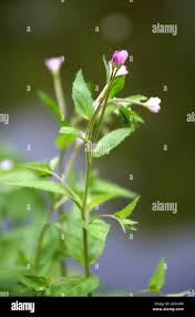 Attēlu rezultāti vaicājumam “Epilobium montanum flower”