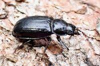 Attēlu rezultāti vaicājumam “Ceruchus chrysomelinus”