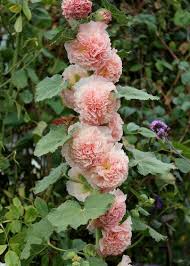 Attēlu rezultāti vaicājumam “Alcea rosea flower”