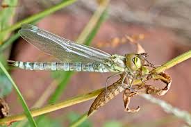 Attēlu rezultāti vaicājumam “Aeshna mixta female”