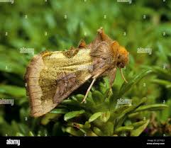 Attēlu rezultāti vaicājumam “Staurophora celsia”