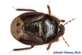 Attēlu rezultāti vaicājumam “Cydnidae”