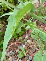 Attēlu rezultāti vaicājumam “Sonchus oleraceus leaf”