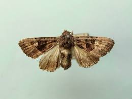 Attēlu rezultāti vaicājumam “Euplexia lucipara”