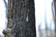 Attēlu rezultāti vaicājumam “Chimabachidae”