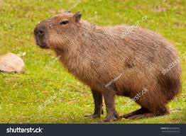 Attēlu rezultāti vaicājumam “Hydrochoerus hydrochaeris”