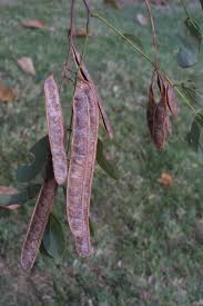 Attēlu rezultāti vaicājumam “Robinia pseudoacacia fruit”