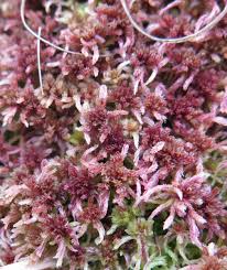 Attēlu rezultāti vaicājumam “Sphagnum rubellum”