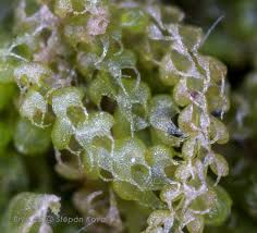 Attēlu rezultāti vaicājumam “Nowellia curvifolia sporophyte”