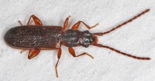 Attēlu rezultāti vaicājumam “Dendrophagus crenatus”