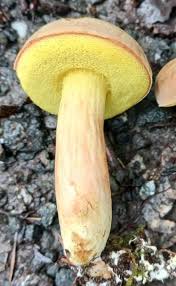 Attēlu rezultāti vaicājumam “Xerocomus subtomentosus”