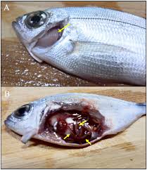 Image result for Oblada melanurus