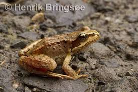 Attēlu rezultāti vaicājumam “Rana temporaria adult”