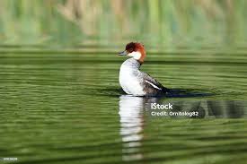 Attēlu rezultāti vaicājumam “Mergus albellus”