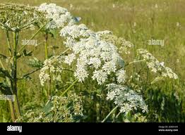 Attēlu rezultāti vaicājumam “Heracleum sosnowskyi flower”