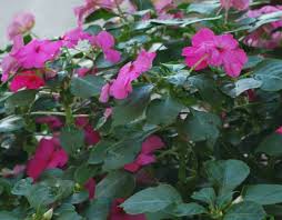 Image result for Impatiens walleriana