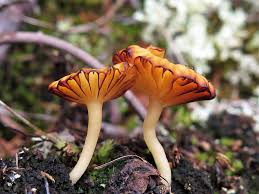 Attēlu rezultāti vaicājumam “Lichenomphalia umbellifera”