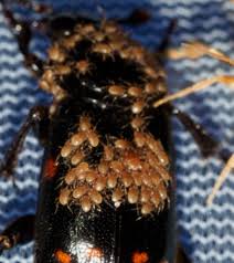 Attēlu rezultāti vaicājumam “Poecilochirus sp.”