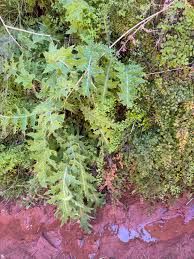 Attēlu rezultāti vaicājumam “Cirsium x rigens leaf”