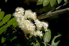 Attēlu rezultāti vaicājumam “Sorbus aucuparia flower”
