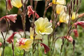 Image result for Oenothera odorata